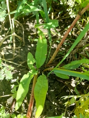 Rumex stenophyllus