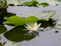 Nymphaea alba