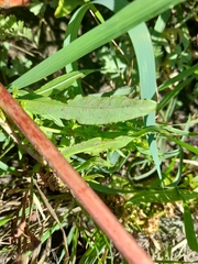 Rumex stenophyllus