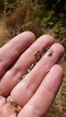 Perideridia lemmonii