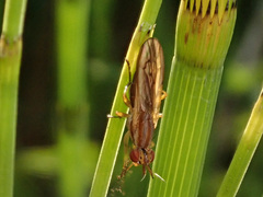 Ilione lineata