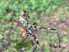 Trichonephila clavata