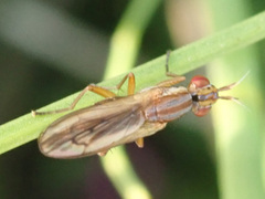 Ilione lineata