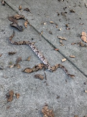 Agkistrodon contortrix