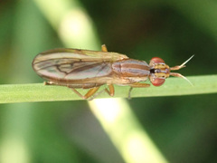 Ilione lineata