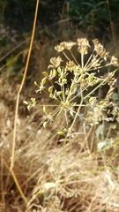 Perideridia lemmonii