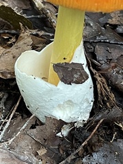 Amanita jacksonii