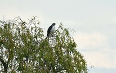 Geranoaetus albicaudatus