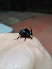 Phanaeus endymion