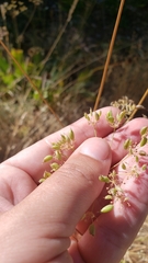 Perideridia lemmonii