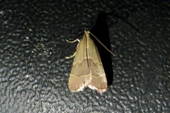 Arta epicoenalis
