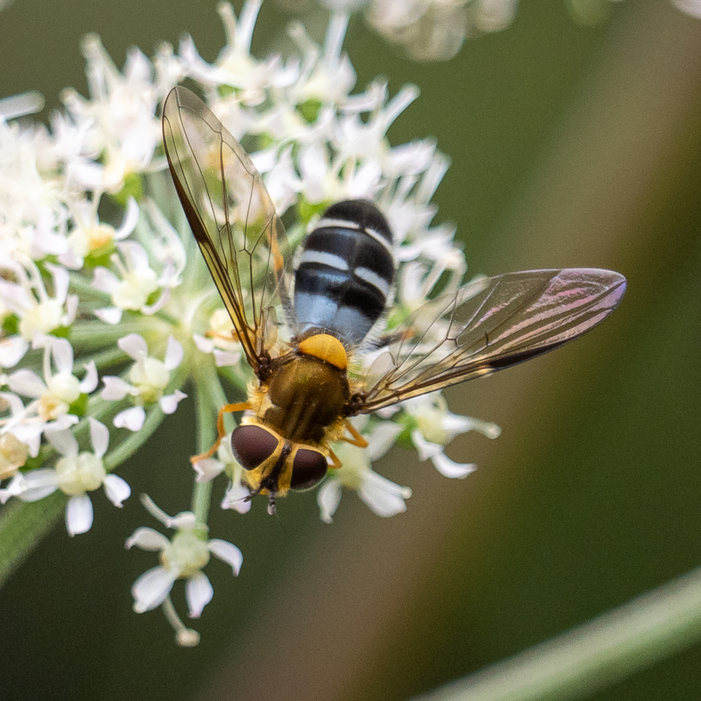Leucozona glaucia