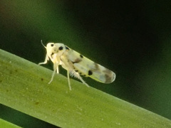 Eupteryx origani