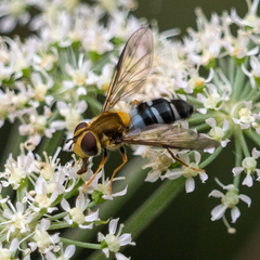 Leucozona glaucia
