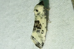 Ponometia tripartita