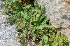 Erodium cicutarium