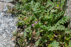 Erodium cicutarium