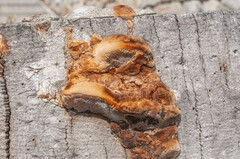 Coriolopsis gallica