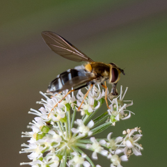 Leucozona glaucia