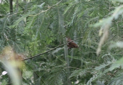 Pachycephala olivacea