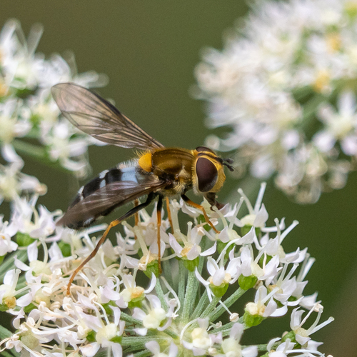 Pale-saddled Leucozona