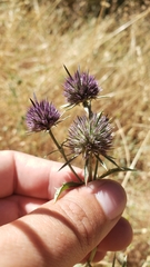 Eryngium articulatum