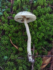 Leccinum holopus