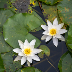 Nymphaea alba