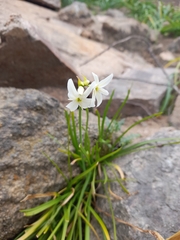 Leucocoryne ixioides