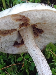 Leccinum holopus