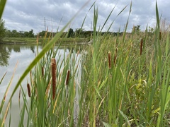 Typha angustifolia
