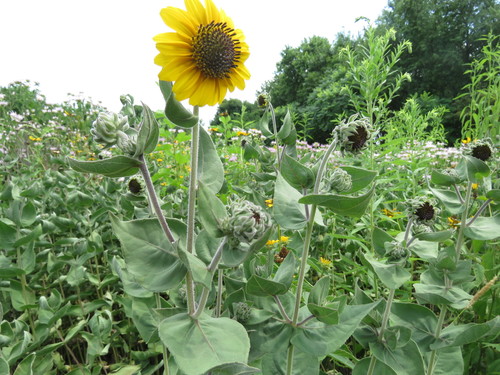 Helianthus mollis