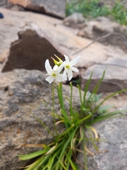 Leucocoryne ixioides