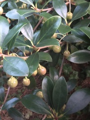 Ternstroemia
