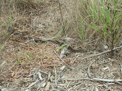 Pantherophis obsoletus