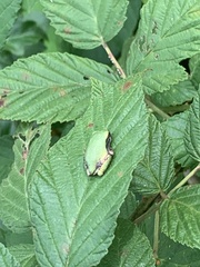 Hyla