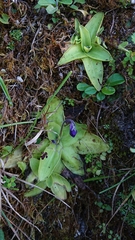 Pinguicula grandiflora
