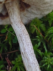 Leccinum holopus