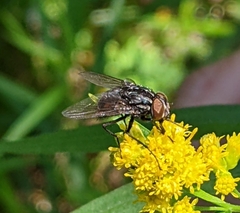 Diptera