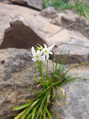 Leucocoryne ixioides