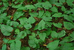 Eurybia schreberi