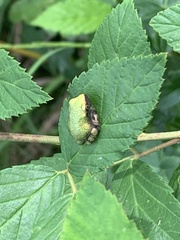 Hyla