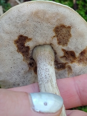 Leccinum holopus