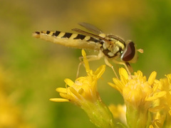 Sphaerophoria scripta