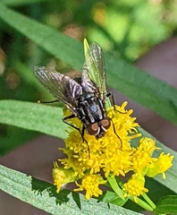 Diptera