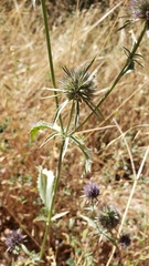 Eryngium articulatum