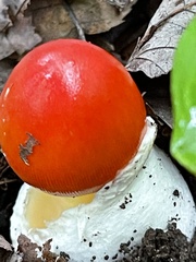 Amanita jacksonii