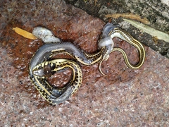 Thamnophis eques