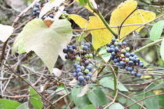 Vitis berlandieri