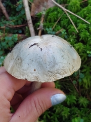 Leccinum holopus